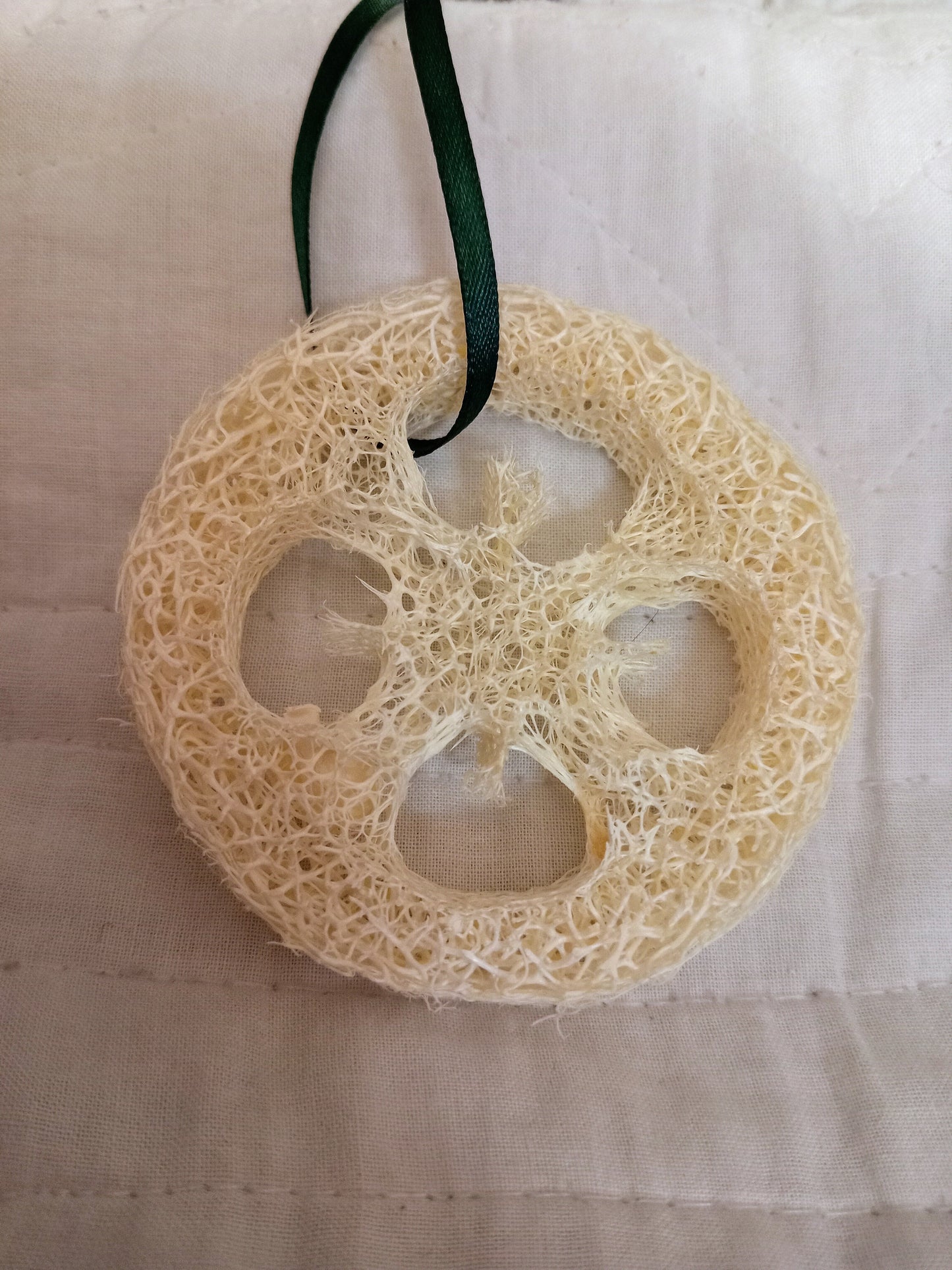 Loofah Sponge Slice